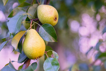 Ripe yellow pears in a summer garden on a blurred background