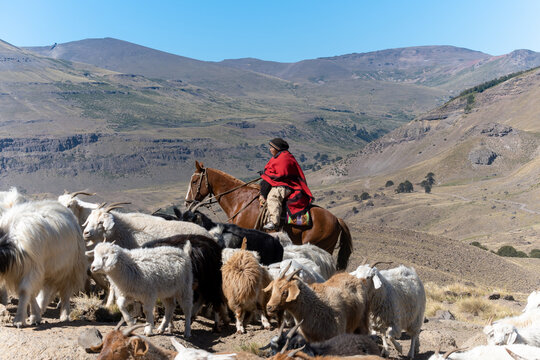 Argentine gaucho (woman), herding goats. Mapuche town.