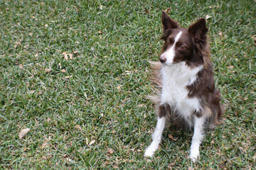 border collie dog sitting on grass with white space 