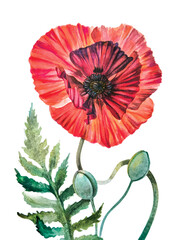 Watercolor Botanical illustration. Blooming red poppy. Delicate transparent petals. Wedding jewelry. Greeting card design. Item happy birthday
