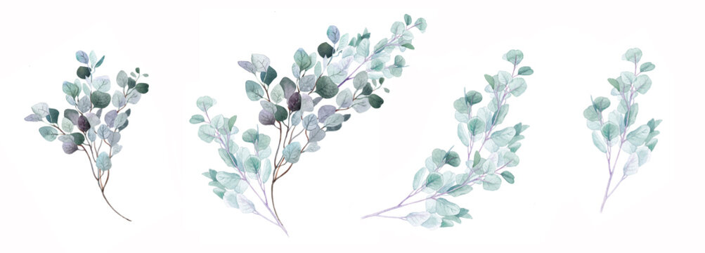 Set of eucalyptus branches is large.Watercolor illustration.
