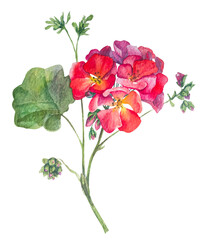 Botanical illustrations. Hand-drawn watercolor floral illustration of the geranium flowers. Natural drawing isolated on the white background. Medicinal plant pelargonium. Spring flowers