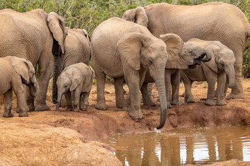 Naklejka premium African elephant at the waterhole, Addo Elephant National Park