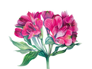 Watercolor Botanical realistic painting. A pink Alstroemeria flower opened. Element for decoration of patterns, greeting cards, packaging, posters, invitations for holidays and weddings. Botanical art
