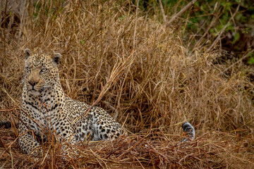 Big male Leopard laying in the high grass.