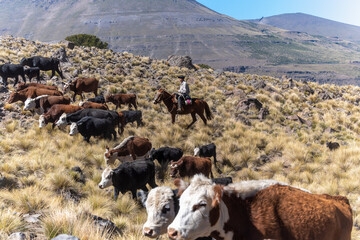 Gauchos and herd of cows, Patagonia, Argentina