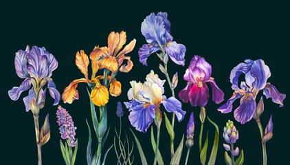 Irises are yellow, purple, lilac and hyacinths of different colors. Set of floral botanical watercolor illustrations. Spring flowers. The flowers are isolated on a dark background.