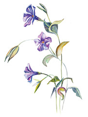 Purple flower. Branch with petals. Periwinkle with flowers and buds. Bouquet. Green leaf. Botanical watercolor illustration on white background
