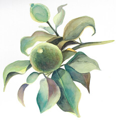 Branch with leaves and fruits. Citrus. Green lemons. Watercolor drawing. Plant on white background. Elegant composition
