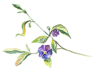 Watercolor drawing. Periwinkle spring on a white background. Flower with purple petals and green leaves. Elegant composition
