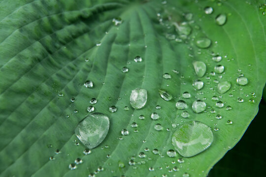 raindrops on a green leaf