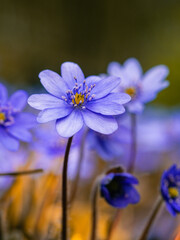 Nahaufnahme von violett blühenden Leberblümchen in der freien Natur fotografiert.