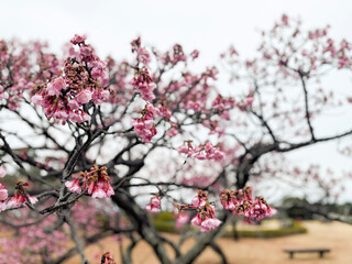 blossom
