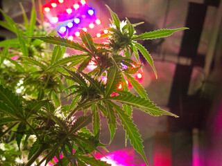 A cannabis bush with bright green leaves in a grow box, bottom view
