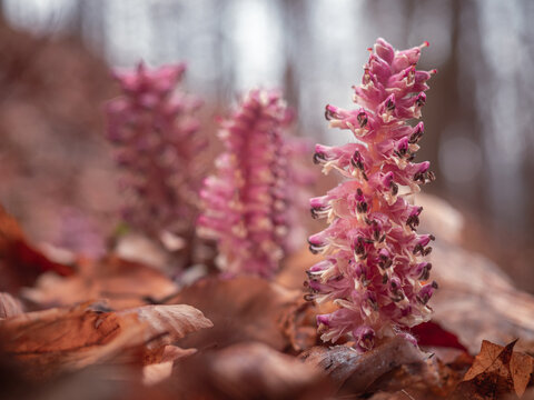 Bl&uuml;hende Pflanzen der parasitisch lebenden gew&ouml;hnlichen Schuppenwurz (Lathraea squamaria) in ihrer nat&uuml;rlichen Umgebung fotografiert.