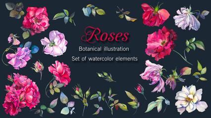 Roses. Botanical illustration. Set of watercolor elements of blooming roses, buds, branches, leaves. The flowers are open, fading roses. Flowers for holiday. Images isolated on a dark backg
