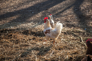 Free range chicken roosters in countryside yard