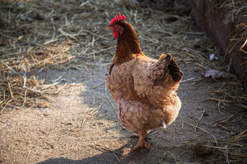 Free range chicken roosters in countryside yard