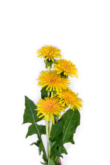 Yellow flowers and leaves of dandelion ( Taraxacum ) on white background. Top view, flat lay