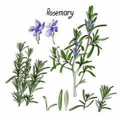 rosemary rosemary, rosemary flower on white background, realistic vector
