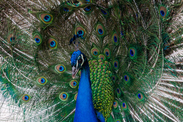 Obraz premium Peacock colored plumage. Colourful feathers. Mating techniques. tropical birds