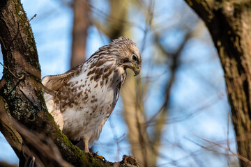 Bussard Mäusebussard auf Ast sitzend und spähend