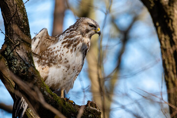 Bussard Mäusebussard auf Ast sitzend und spähend