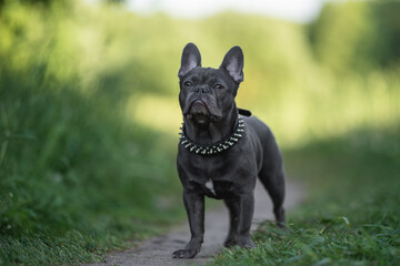 Cute french bulldog puppy resting in spring park