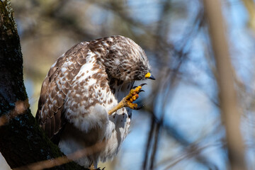 Bussard Mäusebussard auf Ast sitzend Gefiederpflege