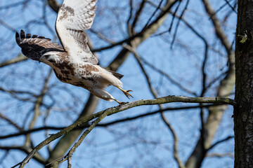 Bussard Mäusebussard beim Abflug
