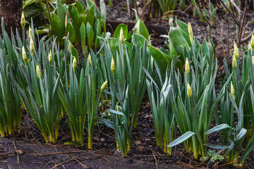Obraz premium Buds of the bulbous plant Narcissus (Latin Narcissus) on a background of green leaves on a flower bed on a sunny spring day. The first spring flowers.