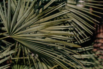 Obraz premium palm leaves tropical texture background closeup nature view of green leaf and palms background. Flat lay, nature concept