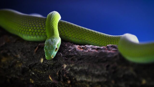 Eastern green mamba (Dendroaspis angusticeps)