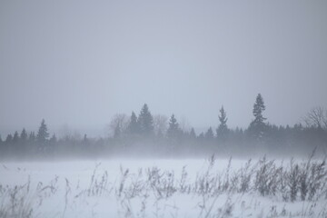 misty morning in the forest