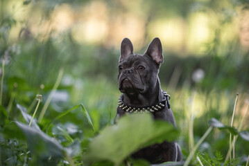 Cute french bulldog puppy resting in spring park
