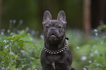 Close-up portrait of french bulldog puppy among blue flowers in spring forest