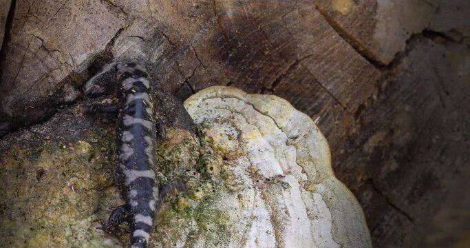 Tiger salamander crawling over a mushroom
