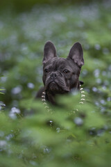 Close-up portrait of french bulldog puppy among blue flowers in spring forest