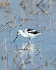 American avocet
