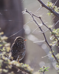 Savannah sparrow