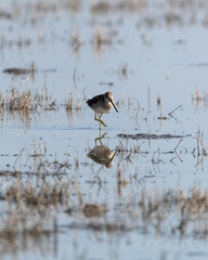 long-billed dowitcher