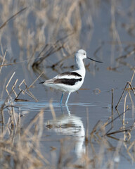 American avocet