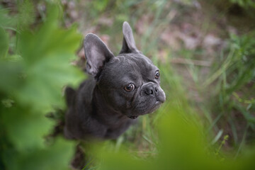 Cute french bulldog puppy peeking out from maple leaves. Close-up portrait