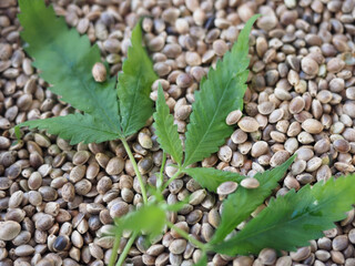 cannabis seeds whole on a background of greenhemp leaves