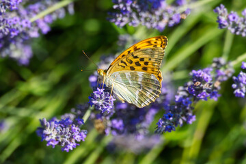 Silver-washed Fritillary butterfly (Argynnis paphia) sitting on lavender in Zurich, Switzerland
