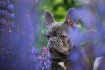 Funny french bulldog puppy among lupine flowers