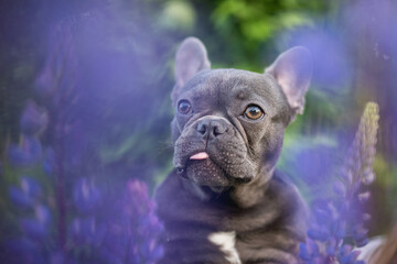 Funny french bulldog puppy among lupine flowers