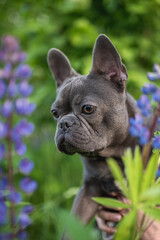 Funny french bulldog puppy among lupine flowers