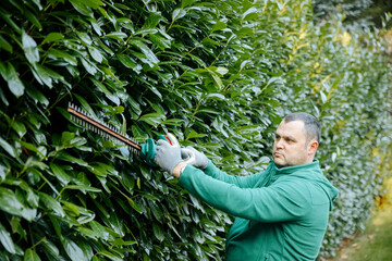 A cherry laurel hedge is cut with electric secateurs. garden maintenance. Gardening work in summer