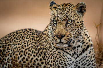 Close up of a big male Leopard.